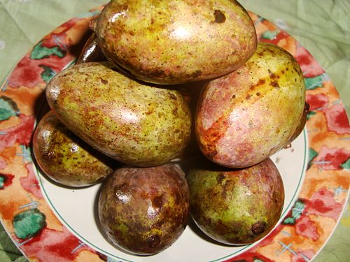 Mangifera casturi